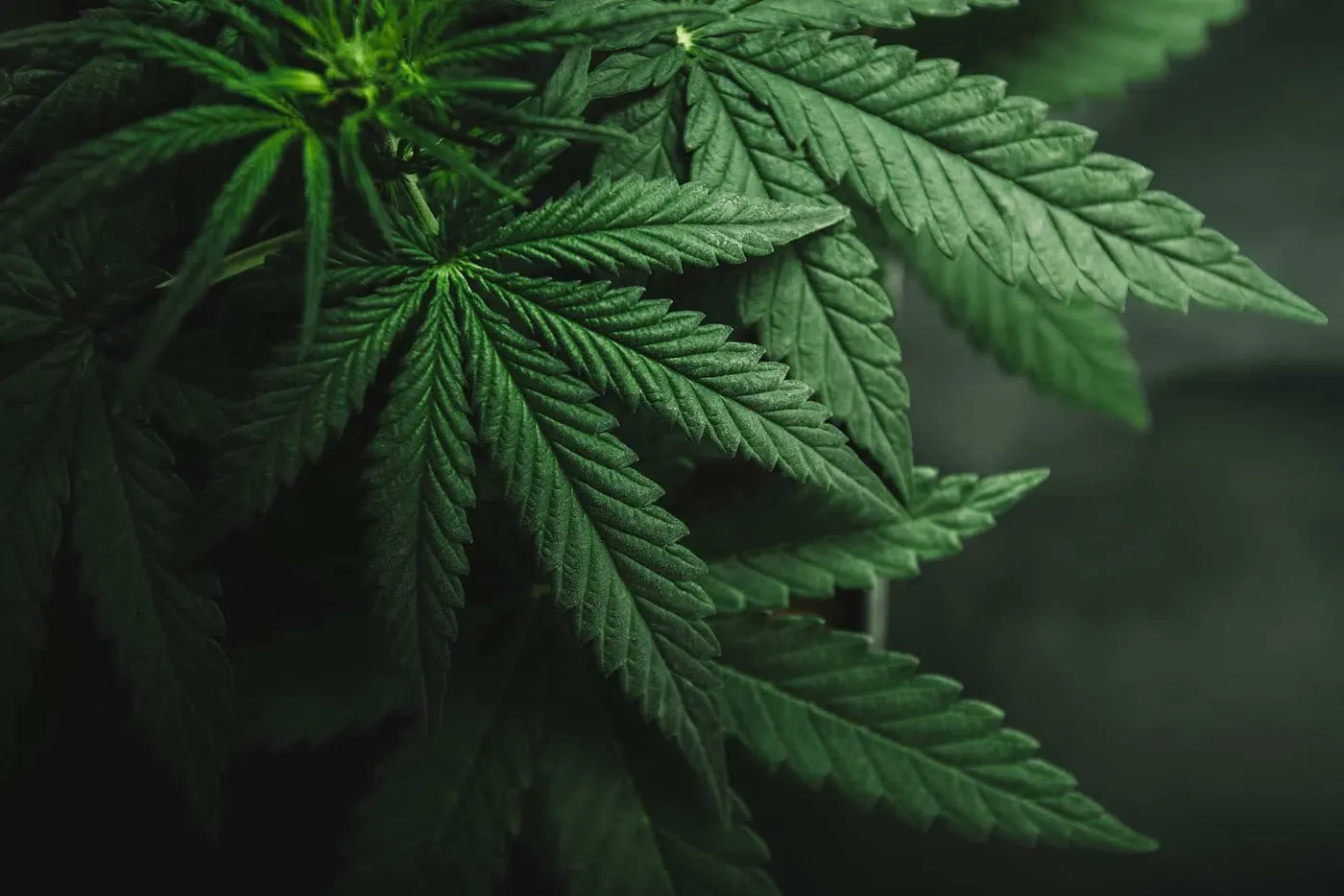 Close-up of green cannabis plant leaves in dark indoor growing environment